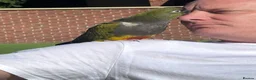 Parrots birds for sale: Patagonian Conure  - Advert 6