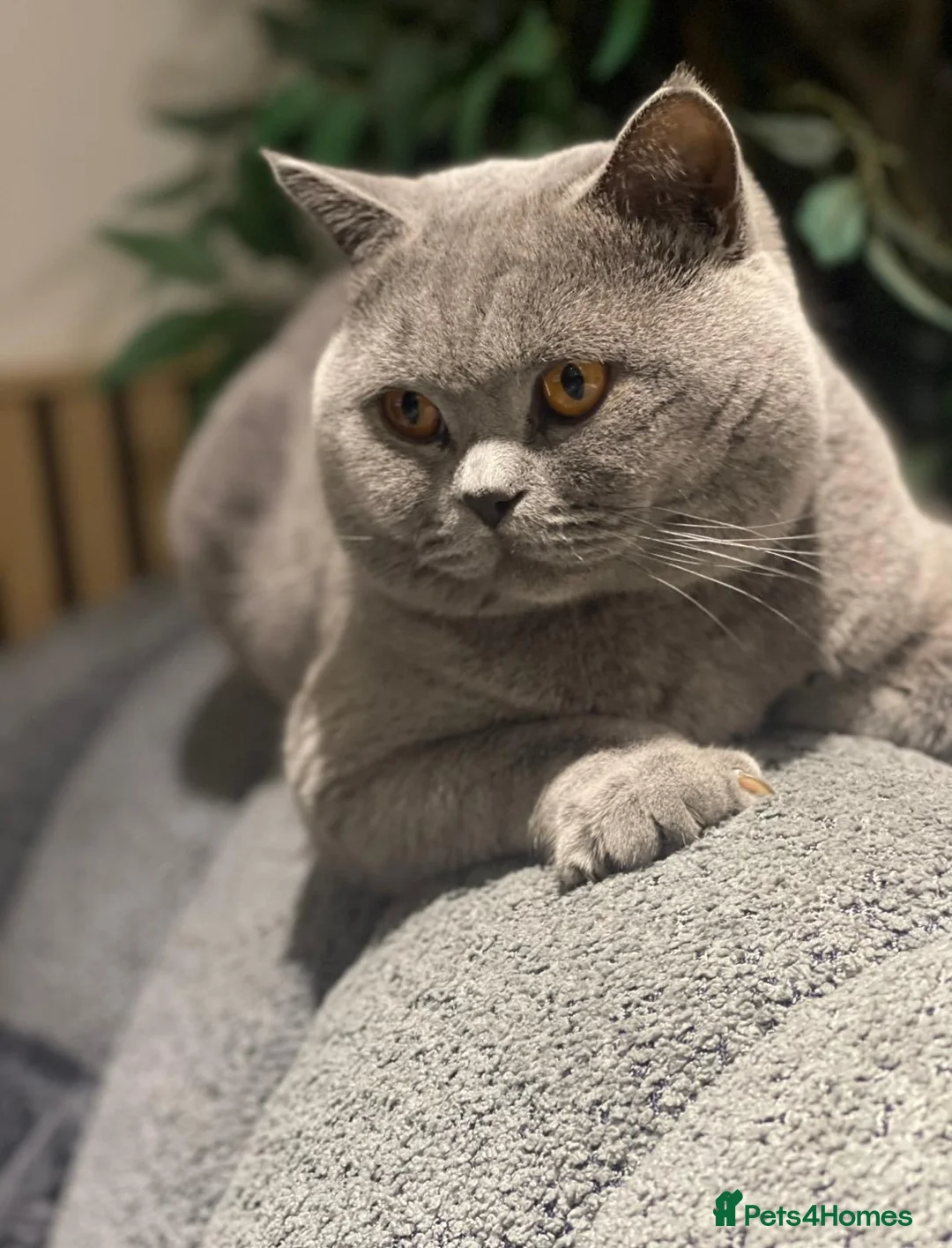 British Shorthair cats for sale: Adorable GCCF BSH Girls Looking for Loving Homes - Advert 14