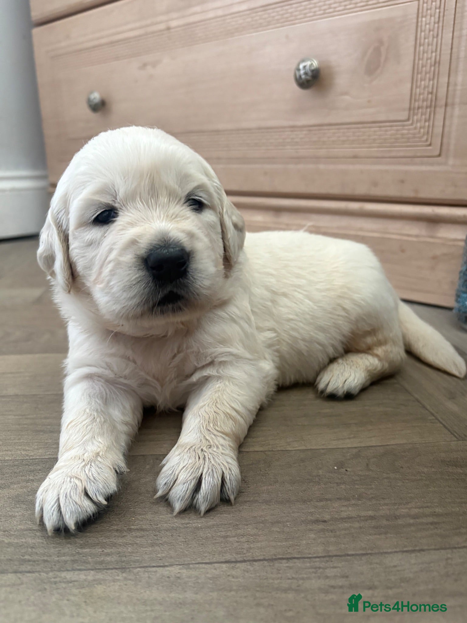 Golden Retriever dogs Cream kc registered golden retriever pups - Advert 7