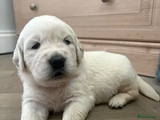 Golden Retriever dogs Cream kc registered golden retriever pups - Advert 1