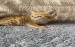 Mixed Breed cats for sale: Beautiful kittens in Leicester - Image 6