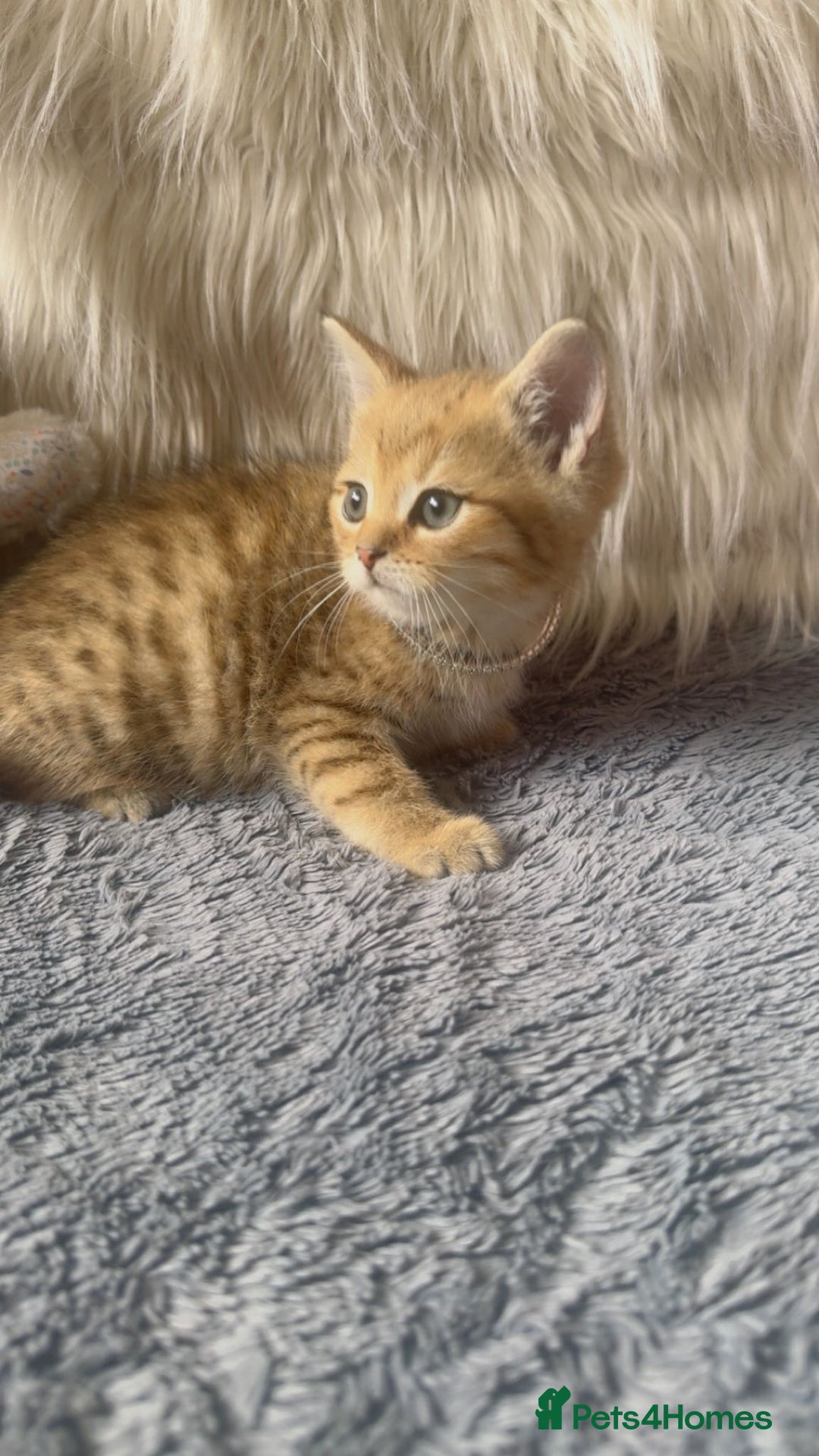 Mixed Breed cats for sale: Beautiful kittens in Leicester - Image 6