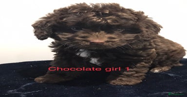 Cockapoo dogs - Advert 10