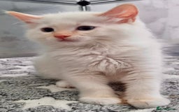 Ragdoll cats for sale: Stunning Big Rare Flame Point Ragdoll Kitten  - Image 8
