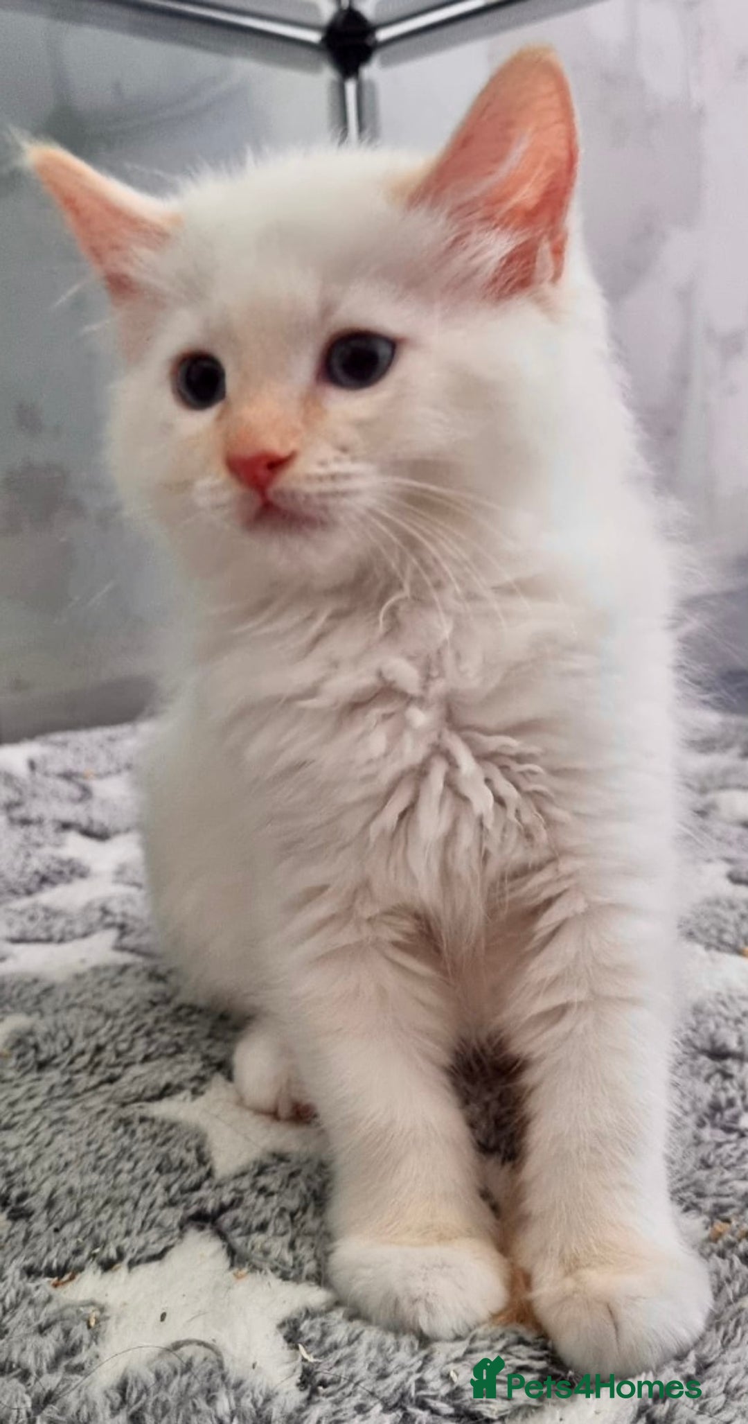 Ragdoll cats for sale: Stunning Big Rare Flame Point Ragdoll Kitten  - Image 8