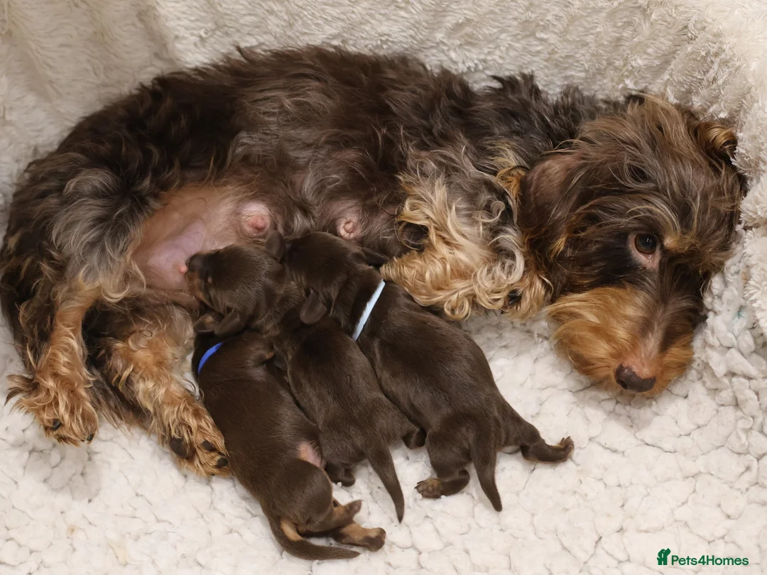 Miniature Dachshund dogs for sale: Choco+Wirehaired+5*Licensed+Kc+Praclear+Vetchecked - Advert 7