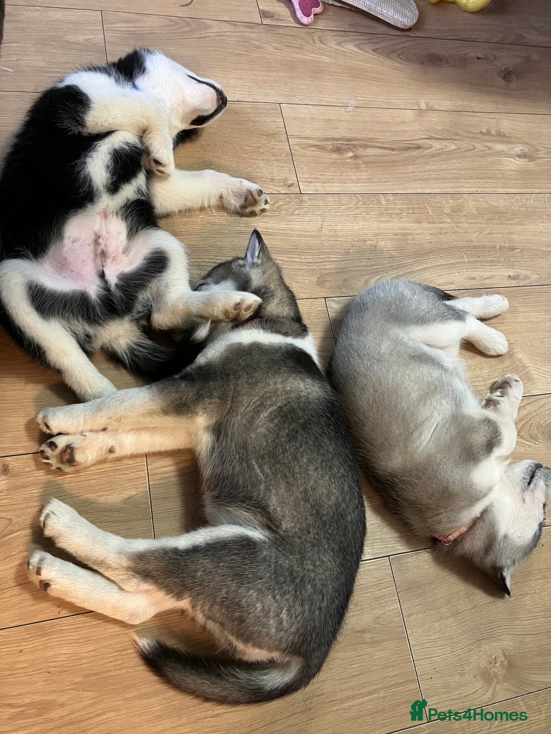 Siberian Husky dogs for sale: Beautiful husky puppies ready for their new homes  - Advert 23