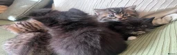 Mixed Breed cats for sale: Gorgeous fluffy kittens - Advert 1