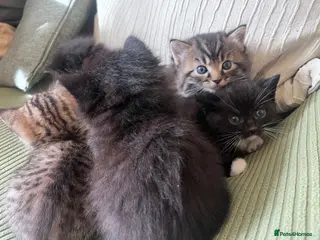 Mixed Breed cats Gorgeous fluffy kittens - Advert 1
