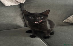 Mixed Breed cats for sale: Male kitten  - Image 1