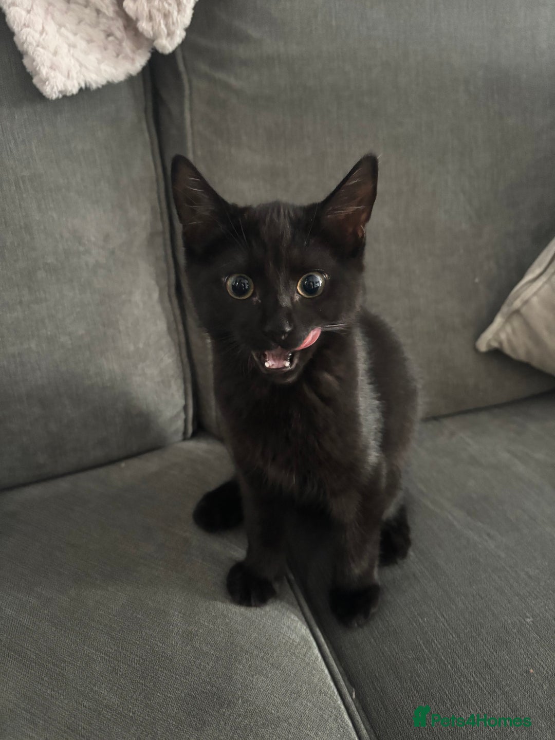 Mixed Breed cats for sale: Male kitten  - Image 1