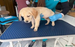 Golden Retriever dogs for sale: Beautiful April Fools Day Golden Retriever Puppies - Image 10