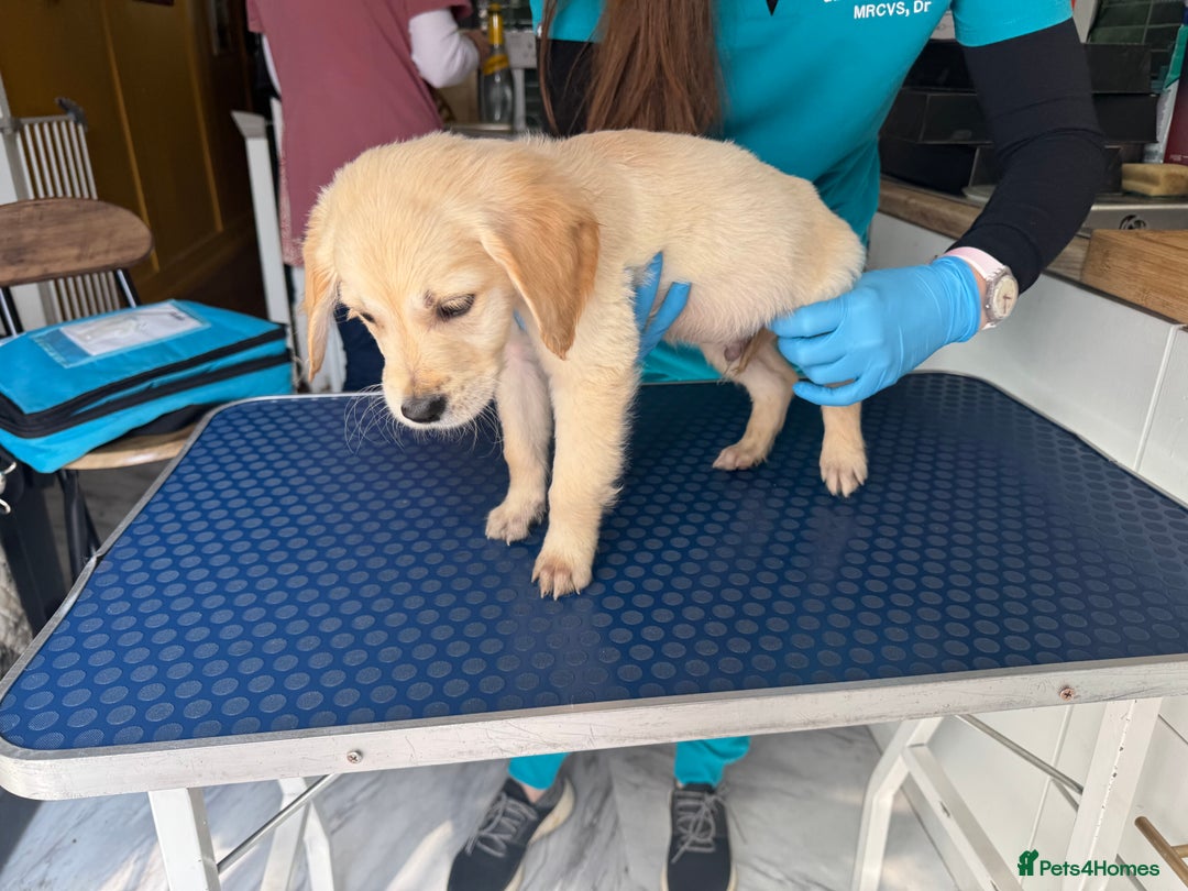 Golden Retriever dogs for sale: Beautiful April Fools Day Golden Retriever Puppies - Image 10