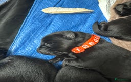 Mixed Breed dogs for sale: German shepherd puppies for sale  - Image 3