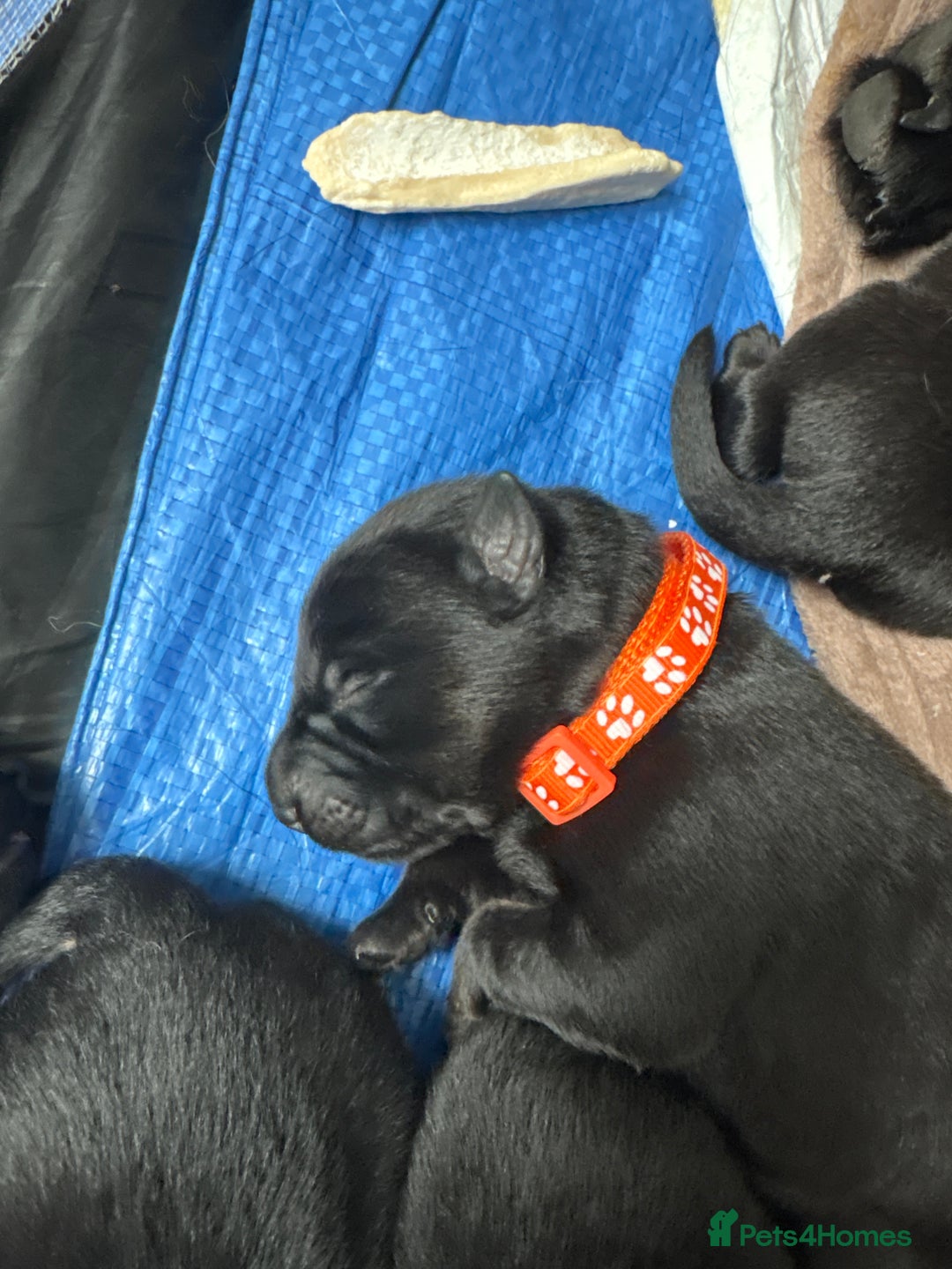 Mixed Breed dogs for sale: German shepherd puppies for sale  - Image 3