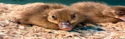 Ducks poultry for sale: Khaki Campbells  in Darwen - Advert 4