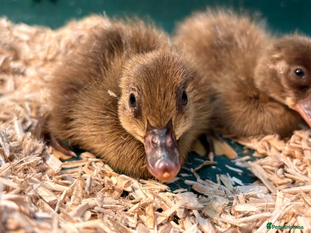 Ducks poultry for sale: Khaki Campbells  in Darwen - Advert 4