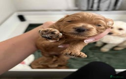 Miniature Poodle dogs for stud:  ⭐️KC PRINCE CHARMING BLUE BOY MINIATURE POODLE⭐️ - Image 18