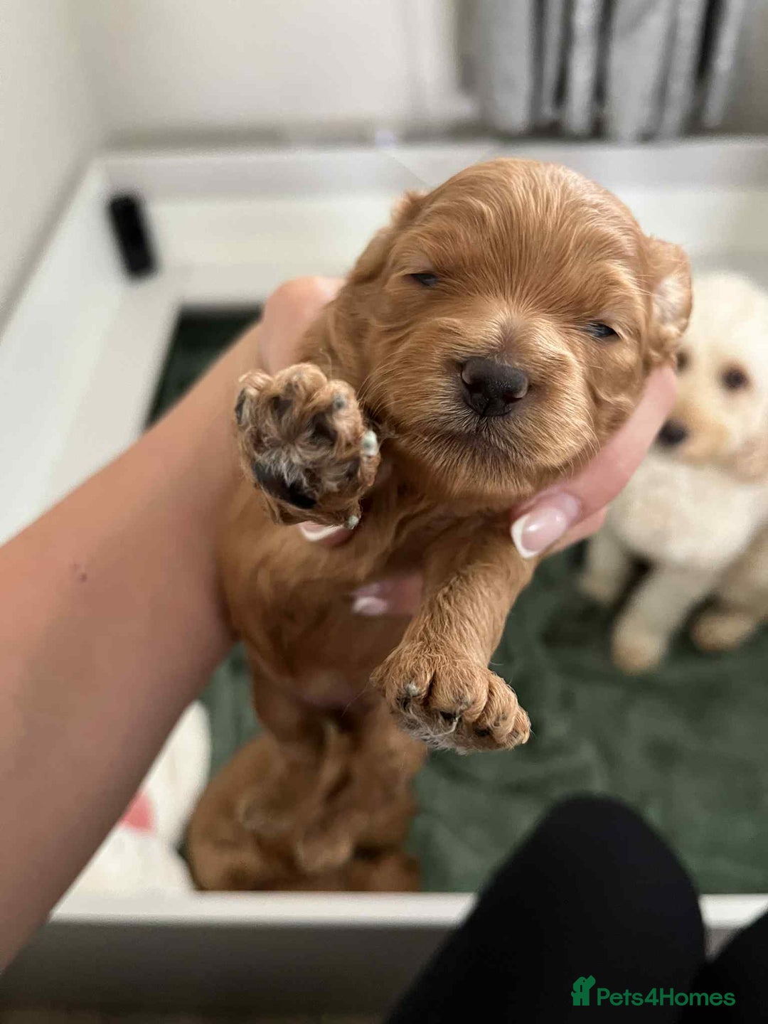 Miniature Poodle dogs for stud:  ⭐️KC PRINCE CHARMING BLUE BOY MINIATURE POODLE⭐️ - Image 18