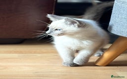 Siamese cats for sale: SIAMESE KITTENS - Image 13