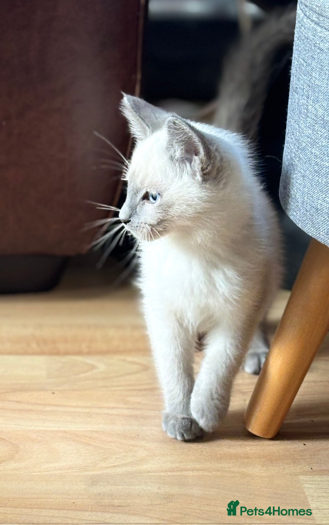 Siamese cats for sale: SIAMESE KITTENS - Image 13