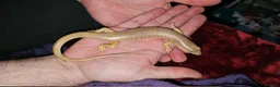 Lizard reptiles for sale: 2 Schneider/berber skinks - Advert 7
