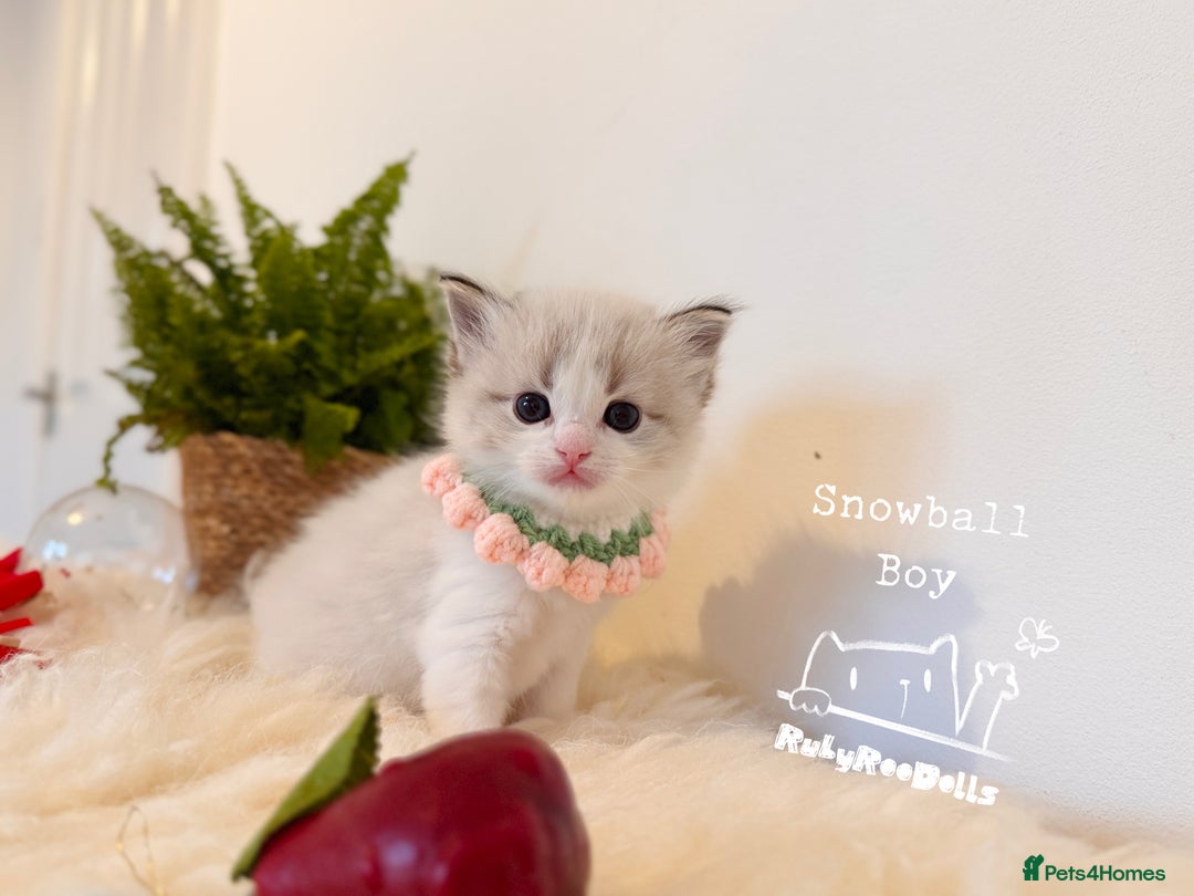 Ragdoll cats for sale: 🌟DNA Test🏆GCCF/TICA Championship Ragdoll Kitten - Advert 34