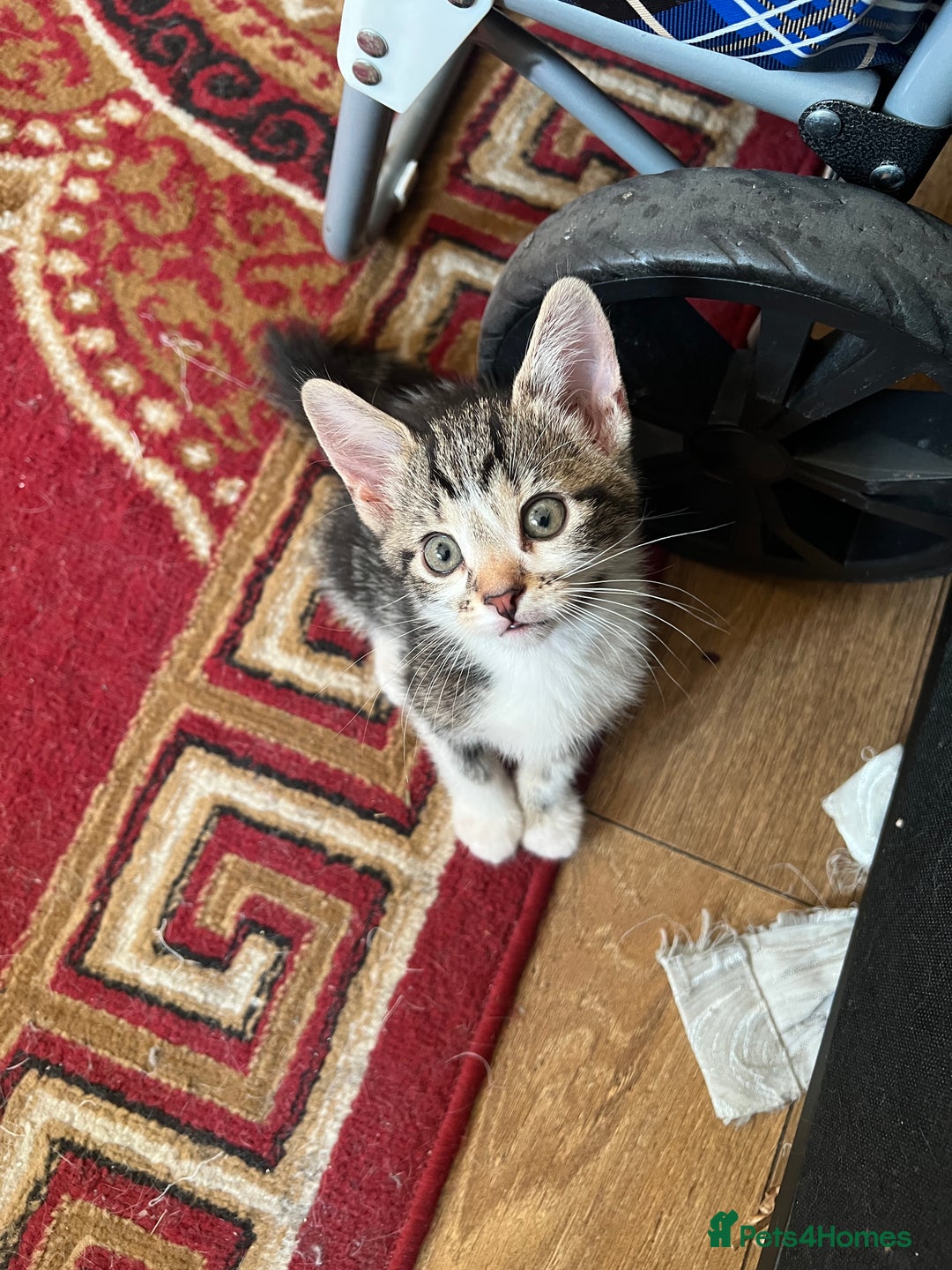 British Shorthair cats for sale: 3 KITTENS! - Image 3