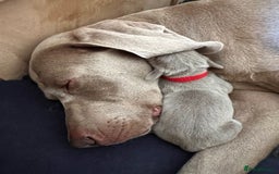 Weimaraner dogs for sale: Belle’s beautiful puppy’s silver ghosts Weimaraner - Image 7