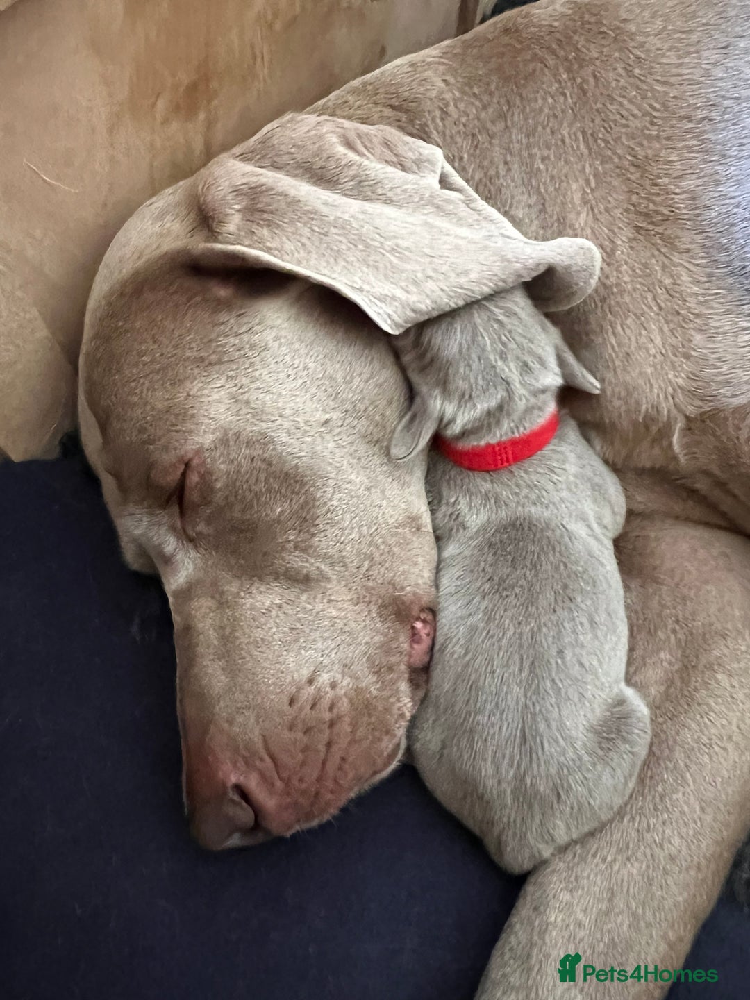 Weimaraner dogs for sale: Belle’s beautiful puppy’s silver ghosts Weimaraner - Image 7