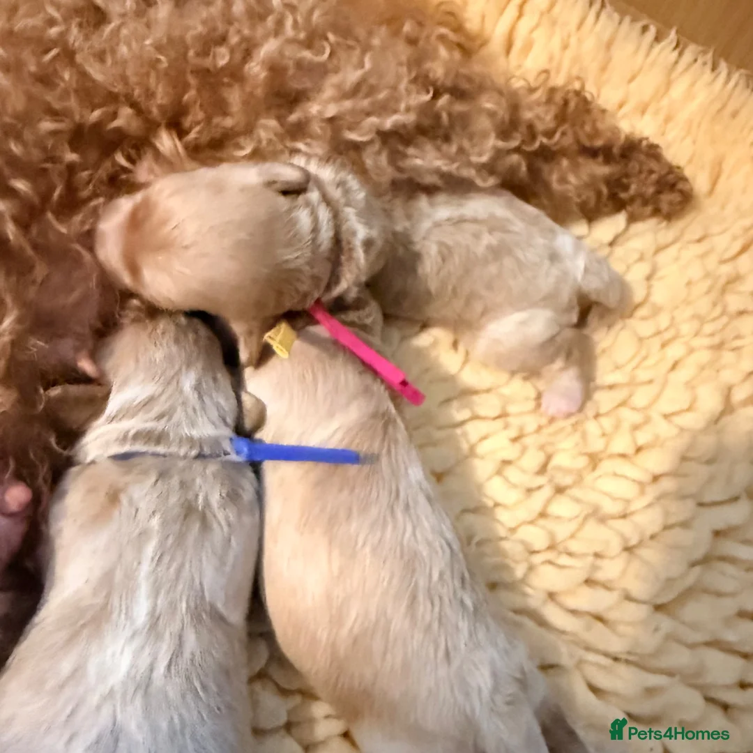 Maltipoo dogs for sale: Beautiful maltipoo puppies F1 in Bishop's Stortford - Advert 9