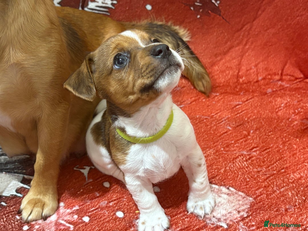 Jack Russell dogs for sale: 6 striking puppies  - Advert 14