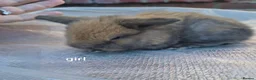 Mini Lop rabbits for sale: Mini lop babies. Both boys and girls available  - Advert 3