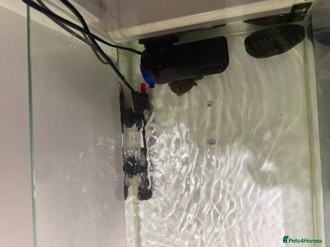 Turtle reptiles for sale: 2 x musk turtles with full set up  in Walton-on-Thames - Advert 2