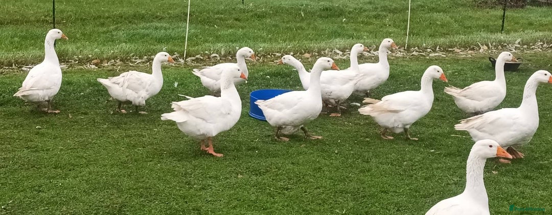 Geese poultry for sale: Large-strain Embden Geese-varying ages 2025 hatch - Advert 7