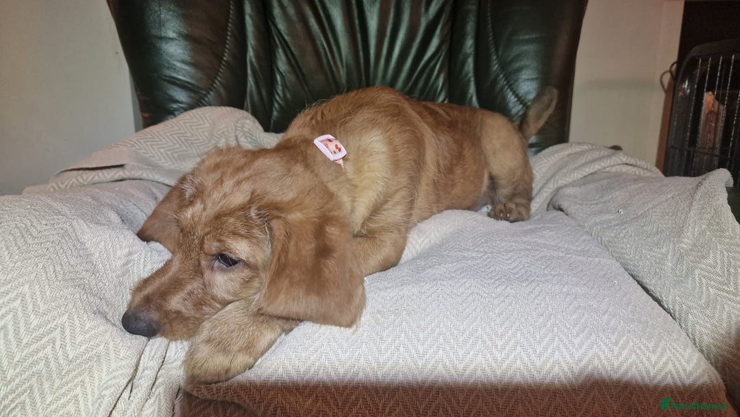 Labradoodle dogs for sale: Labradoodle f1b pups, 1 male, 1 female, stunning. - Advert 7