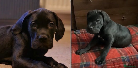 Cane Corso dogs Last one ,pure cane corso puppies  - Advert 7