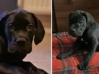 Cane Corso dogs Last one ,pure cane corso puppies - Advert 1
