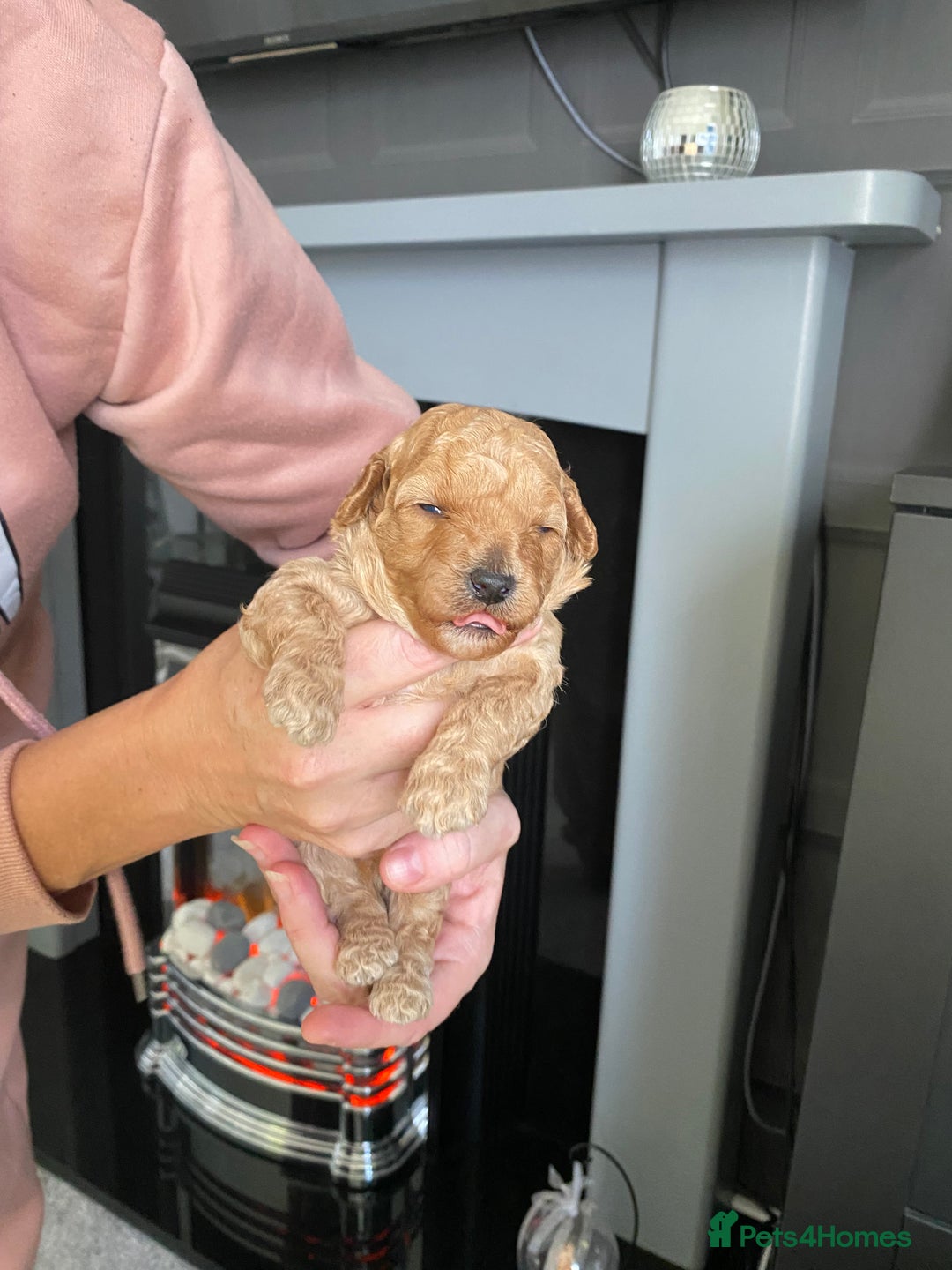 Poochon dogs for sale: 🐶🐾 4 STUNNING POOCHON PUPS 🐾🐶 - Image 4