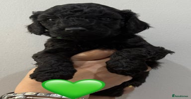 Labradoodle dogs - Advert 8