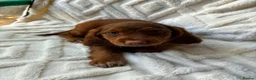 Cocker Spaniel dogs for sale: 9 Gorgeous Cocker Spaniel Puppies For Sale! - Advert 36