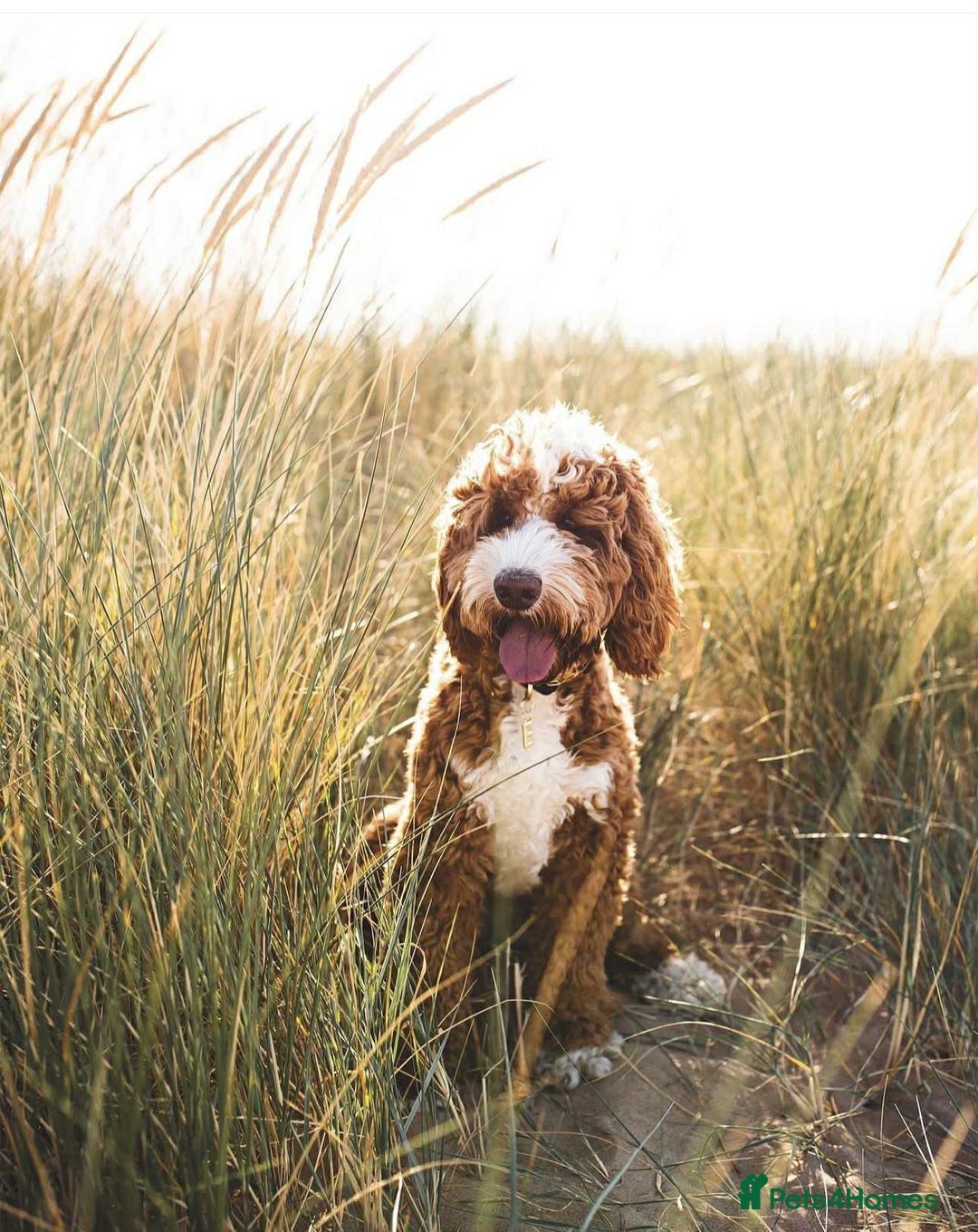 Australian Labradoodle dogs for sale: WAITING LIST FOR PUPPIES – NOW OPEN - Advert 1