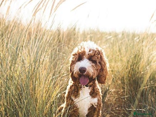 Australian Labradoodle dogs WAITING LIST FOR PUPPIES – NOW OPEN - Advert 2