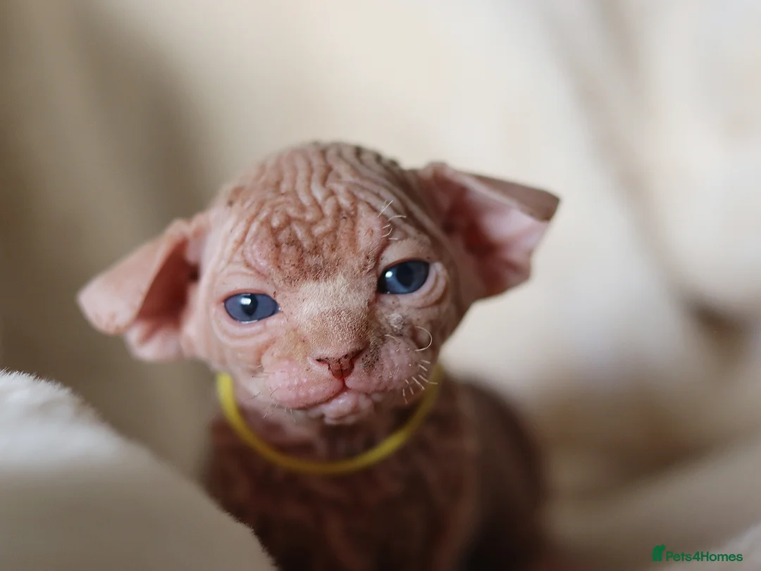 Sphynx cats for sale: Beautiful Pedigree Sphynx Kittens  - Advert 35