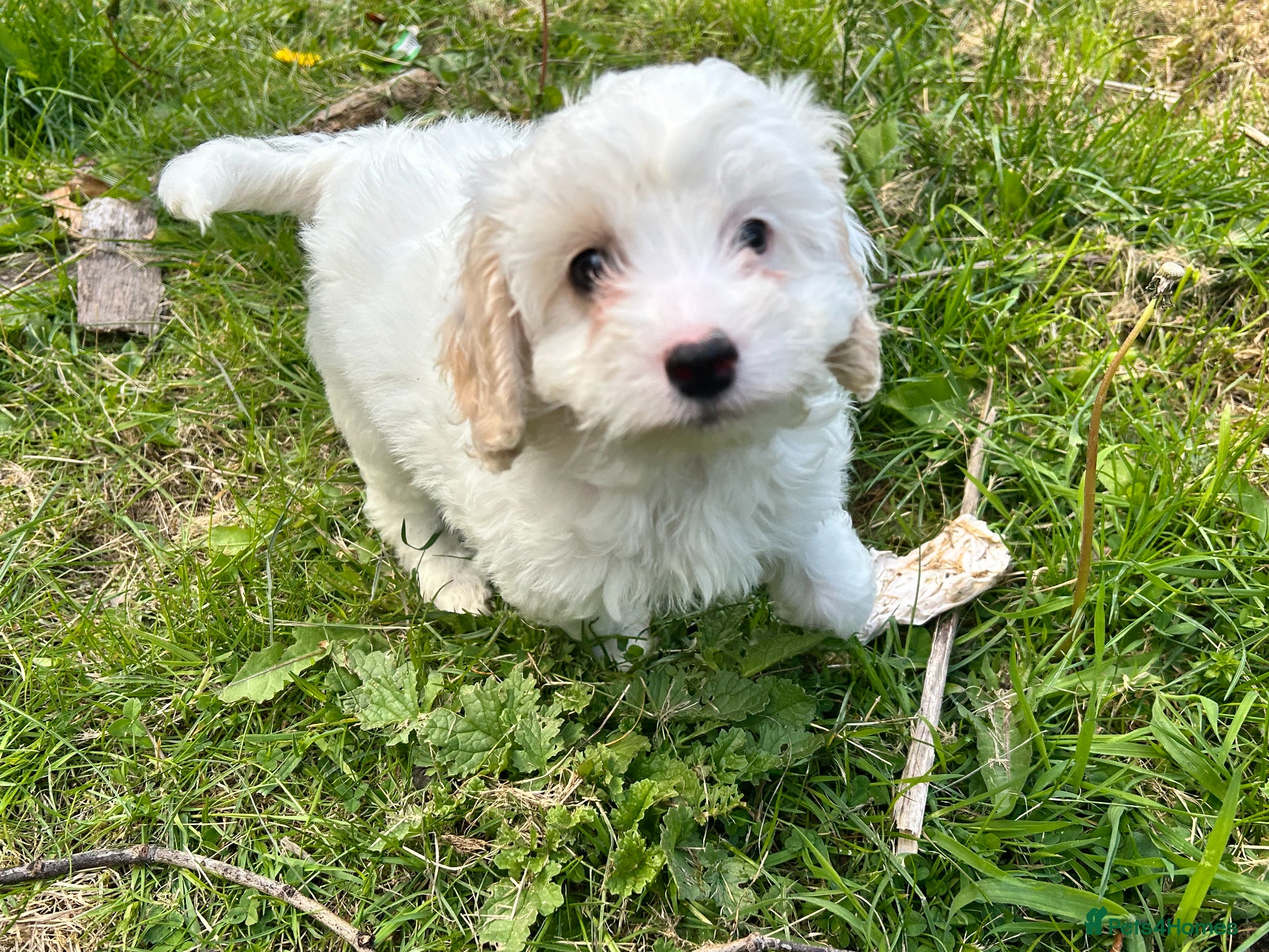 Mixed Breed dogs Stunning Shihpoo X Sproodle puppies - Advert 5