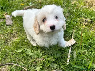 Mixed Breed dogs Stunning Shihpoo X Sproodle puppies - Advert 5