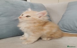 Maine Coon cats for sale: Big Chunky Maine Coon Kittens - Image 20