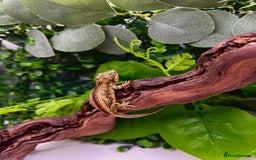 Gecko reptiles for sale: High red gargoyle gecko babies - Image 8