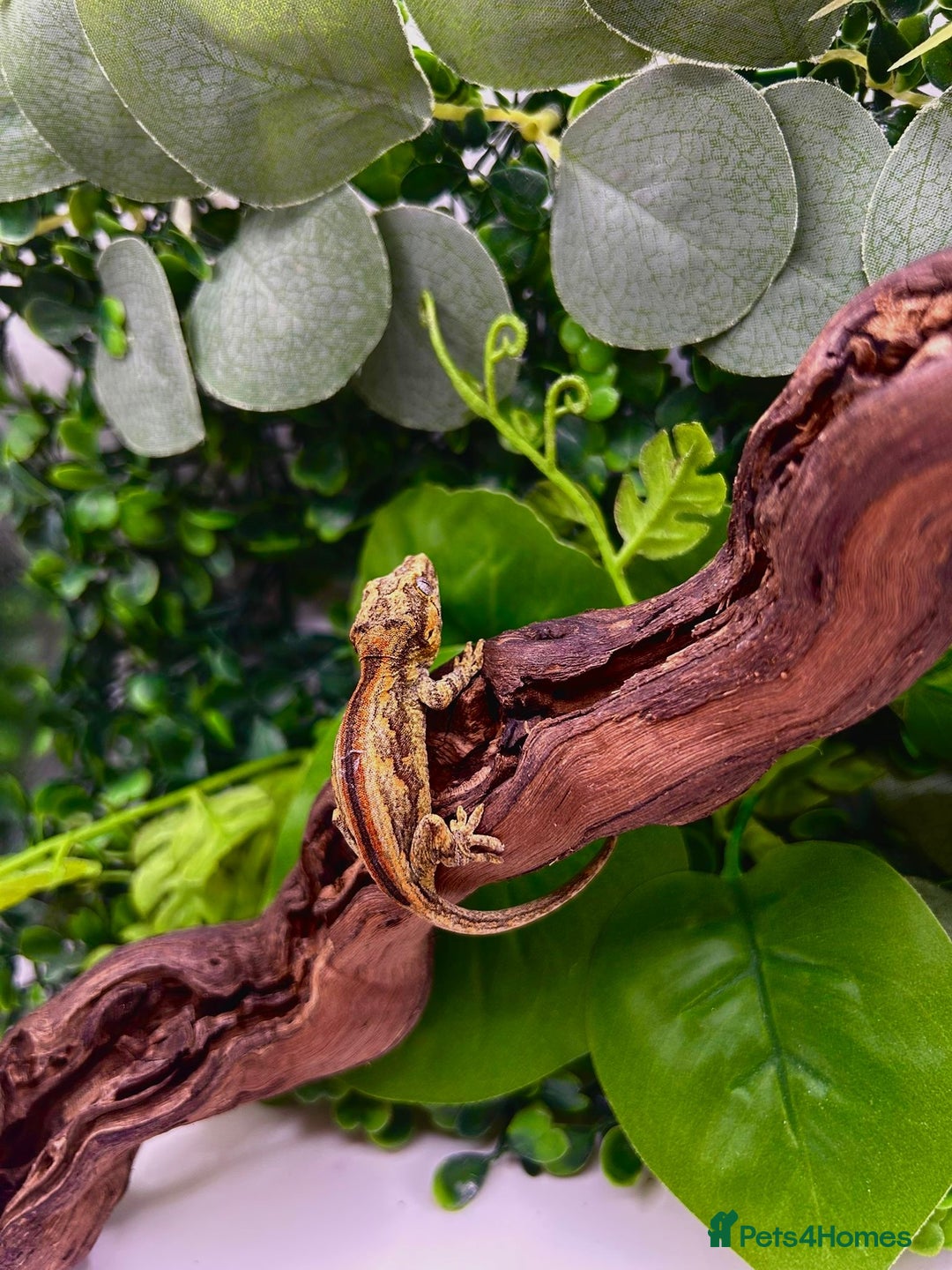 Gecko reptiles for sale: High red gargoyle gecko babies - Image 8