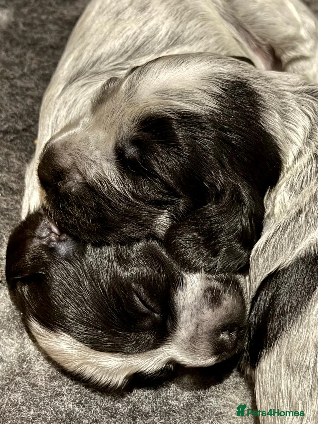 Cocker Spaniel dogs for sale: Gorgeous KC/Full Health Cocker Spaniel show type - Advert 6